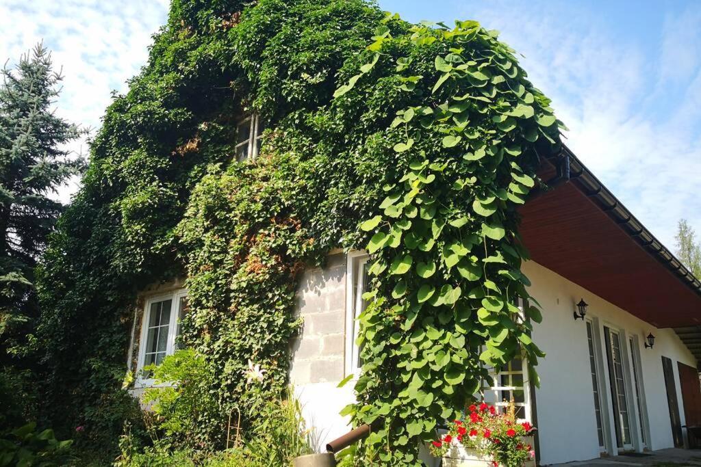 Appartement Lawenda I Bluszcz à Jankowice  Extérieur photo